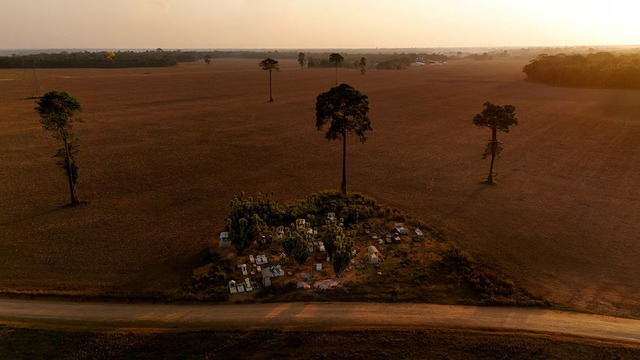 Brazil regulator suspends soy moratorium, orders probe of exporters - Ảnh 1.