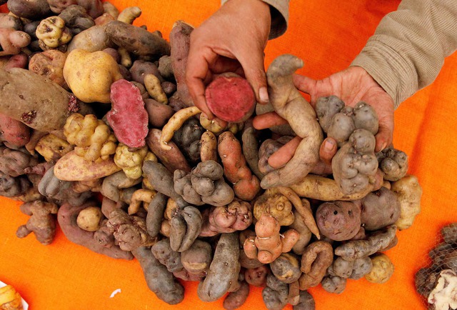 Evolutionary origins of the potato revealed - and a tomato was involved - Ảnh 5.