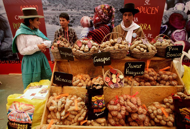 Evolutionary origins of the potato revealed - and a tomato was involved - Ảnh 3.