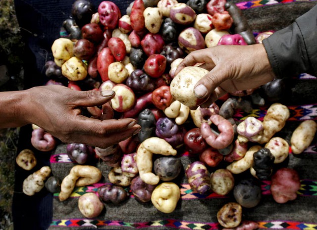 Evolutionary origins of the potato revealed - and a tomato was involved - Ảnh 2.