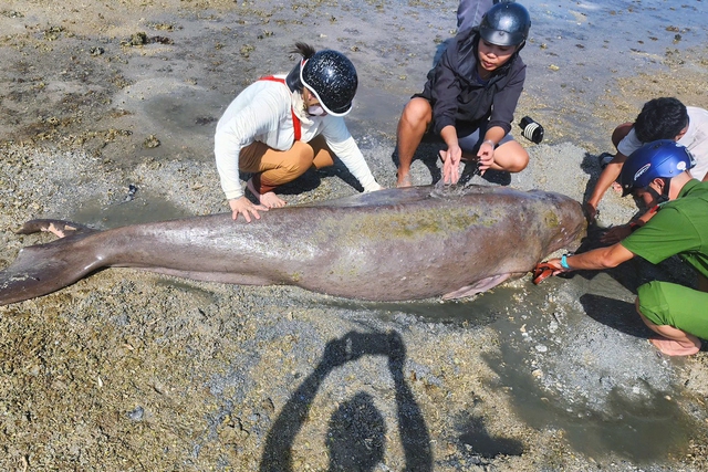 Rare dugong washes ashore, dies on Ho Chi Minh City island- Ảnh 1. Rare dugong washes ashore, dies on Ho Chi Minh City island- Ảnh 1.