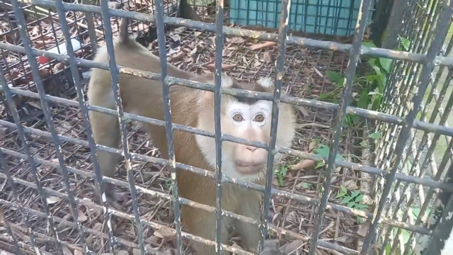 Rare yellow-cheeked gibbon handed over in Ho Chi Minh City - Ảnh 2.