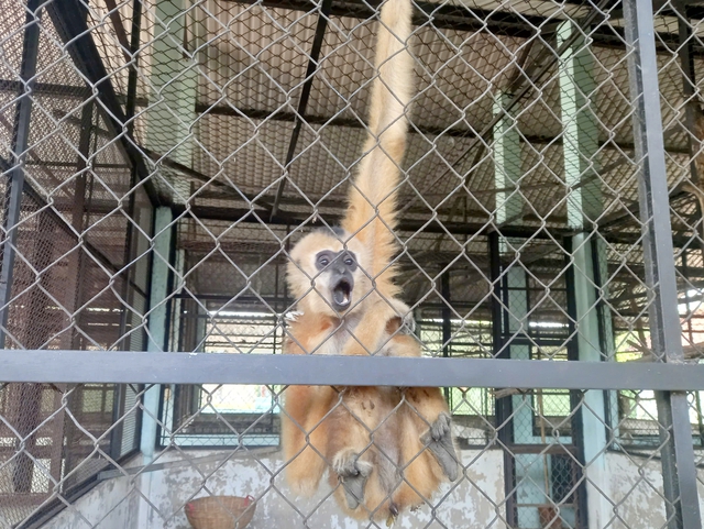 Rare yellow-cheeked gibbon handed over in Ho Chi Minh City - Ảnh 1.
