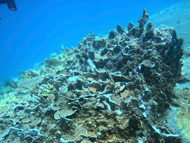 Mass fish deaths, coral damage reported in Vietnam’s Khanh Hoa- Ảnh 3. Mass fish deaths, coral damage reported in Vietnam’s Khanh Hoa- Ảnh 3.