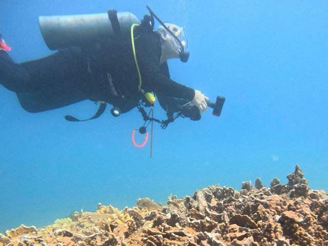 Mass fish deaths, coral damage reported in Vietnam’s Khanh Hoa- Ảnh 2. Mass fish deaths, coral damage reported in Vietnam’s Khanh Hoa- Ảnh 2.