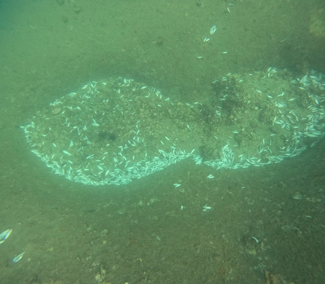Mass fish deaths, coral damage reported in Vietnam’s Khanh Hoa- Ảnh 4. Mass fish deaths, coral damage reported in Vietnam’s Khanh Hoa- Ảnh 4.