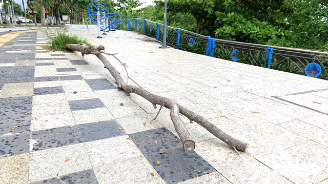 Da Nang orders contractor to replace dead trees along new riverside project - Ảnh 1. Da Nang orders contractor to replace dead trees along new riverside project - Ảnh 1.