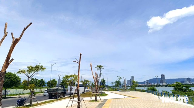 Da Nang orders contractor to replace dead trees along new riverside project - Ảnh 3. Da Nang orders contractor to replace dead trees along new riverside project - Ảnh 3.