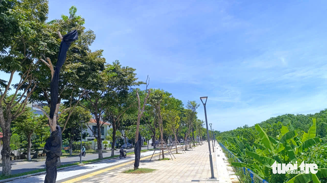 Da Nang orders contractor to replace dead trees along new riverside project - Ảnh 5. Da Nang orders contractor to replace dead trees along new riverside project - Ảnh 5.