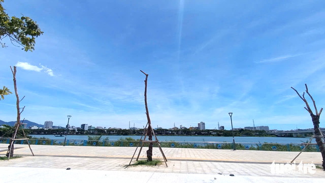 Da Nang orders contractor to replace dead trees along new riverside project - Ảnh 6. Da Nang orders contractor to replace dead trees along new riverside project - Ảnh 6.