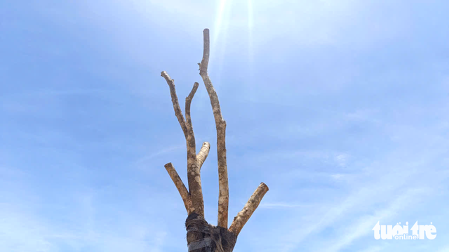 Da Nang orders contractor to replace dead trees along new riverside project - Ảnh 8. Da Nang orders contractor to replace dead trees along new riverside project - Ảnh 8.