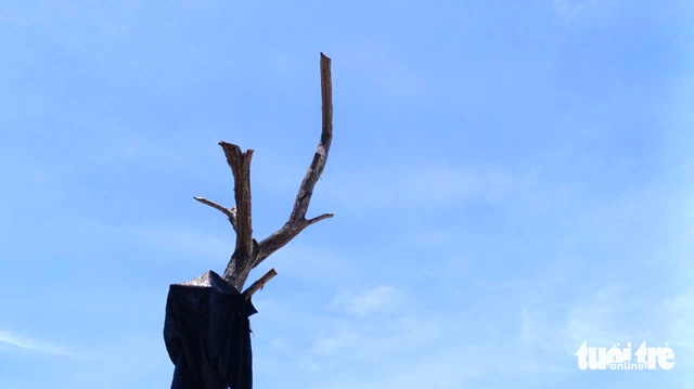 Da Nang orders contractor to replace dead trees along new riverside project - Ảnh 7. Da Nang orders contractor to replace dead trees along new riverside project - Ảnh 7.