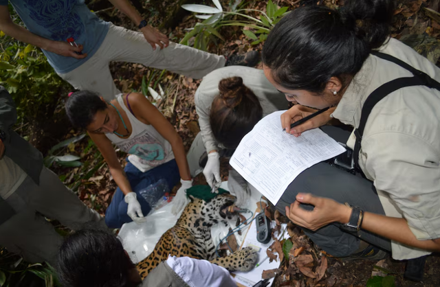 Mexico's jaguar population is up 30% since 2010, but still at risk
- Ảnh 1. Mexico's jaguar population is up 30% since 2010, but still at risk
- Ảnh 1.