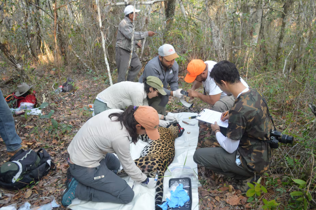 Mexico's jaguar population is up 30% since 2010, but still at risk
- Ảnh 2. Mexico's jaguar population is up 30% since 2010, but still at risk
- Ảnh 2.
