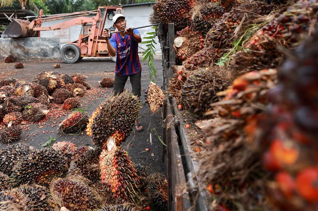 Old trees and ageing farmers worsen outlook for top palm oil exporters- Ảnh 4. Old trees and ageing farmers worsen outlook for top palm oil exporters- Ảnh 4.