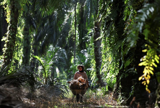 Old trees and ageing farmers worsen outlook for top palm oil exporters- Ảnh 1. Old trees and ageing farmers worsen outlook for top palm oil exporters- Ảnh 1.