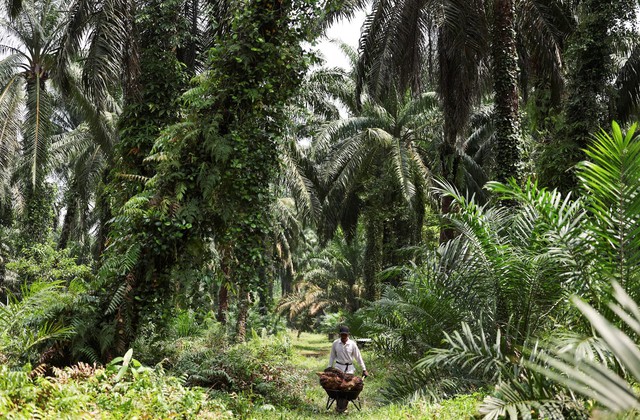 Old trees and ageing farmers worsen outlook for top palm oil exporters- Ảnh 3. Old trees and ageing farmers worsen outlook for top palm oil exporters- Ảnh 3.