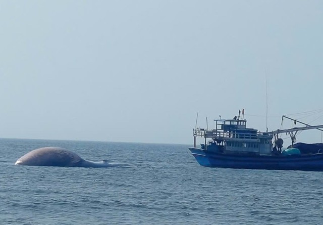 7-tonne whale washes ashore in Vietnam’s Lam Dong - Ảnh 1.