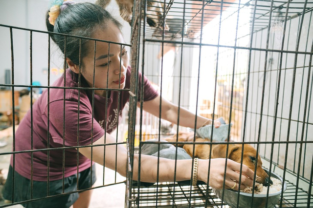 Vietnamese woman provides rescue shelter for abandoned animals- Ảnh 1. Vietnamese woman provides rescue shelter for abandoned animals- Ảnh 1.