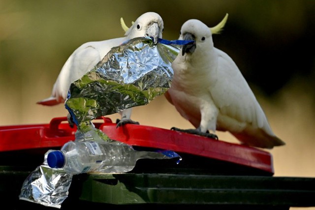 Cockatoos can bust a move: Australian research - Ảnh 1.