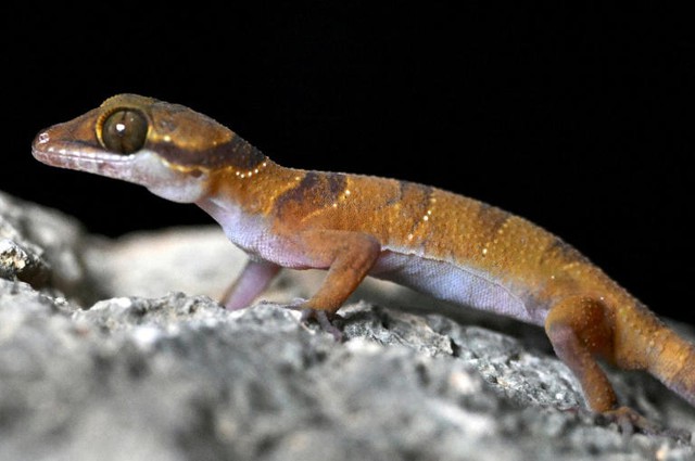 New species teem in Cambodia's threatened karst- Ảnh 5. New species teem in Cambodia's threatened karst- Ảnh 5.