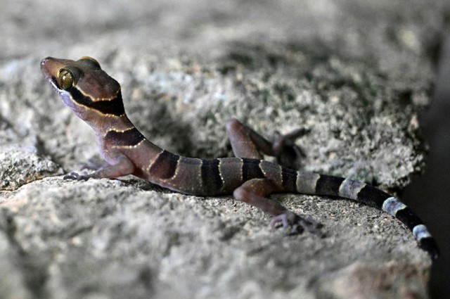 New species teem in Cambodia's threatened karst- Ảnh 7. New species teem in Cambodia's threatened karst- Ảnh 7.