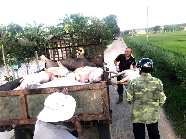 Da Nang proposes mandatory vaccination against African swine fever- Ảnh 1.