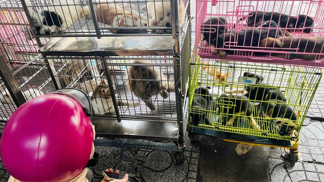In Vietnam, lost pets lead to desperation—and exploitation- Ảnh 1. In Vietnam, lost pets lead to desperation—and exploitation- Ảnh 1.