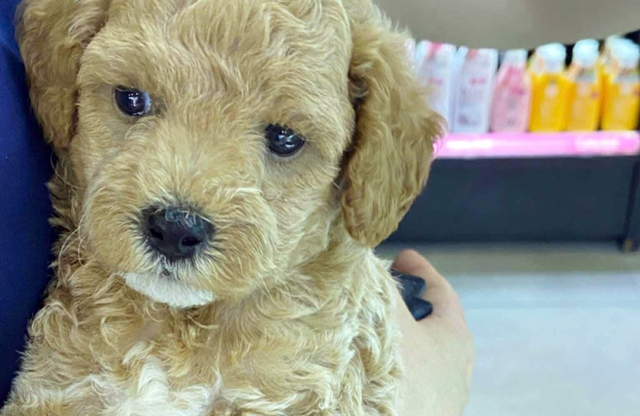 In Vietnam, lost pets lead to desperation—and exploitation- Ảnh 4. In Vietnam, lost pets lead to desperation—and exploitation- Ảnh 4.
