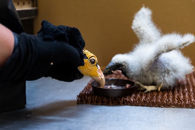 Prague zookeepers turn to puppets to parent baby vultures - Ảnh 1. Prague zookeepers turn to puppets to parent baby vultures - Ảnh 1.