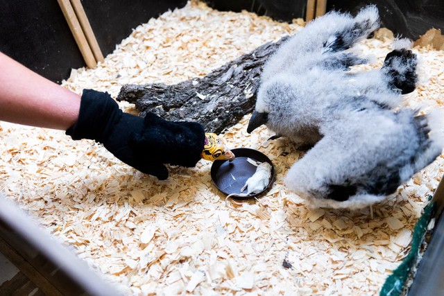 Prague zookeepers turn to puppets to parent baby vultures - Ảnh 2. Prague zookeepers turn to puppets to parent baby vultures - Ảnh 2.