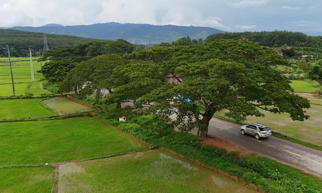 Century-old trees recover after bark stripped in south-central Vietnam - Ảnh 1. Century-old trees recover after bark stripped in south-central Vietnam - Ảnh 1.