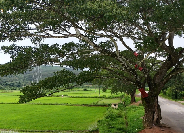 Century-old trees recover after bark stripped in south-central Vietnam - Ảnh 2. Century-old trees recover after bark stripped in south-central Vietnam - Ảnh 2.