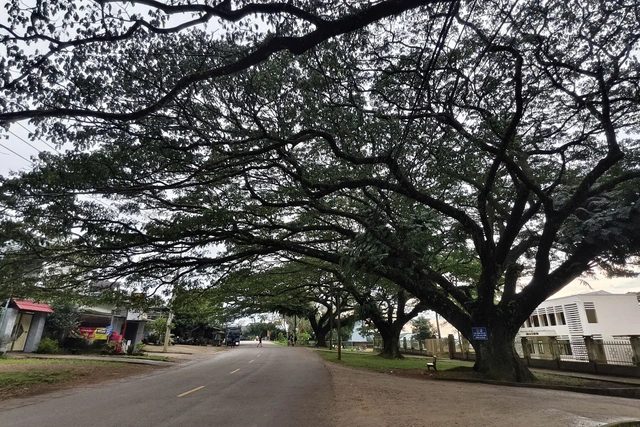 Century-old trees recover after bark stripped in south-central Vietnam - Ảnh 4. Century-old trees recover after bark stripped in south-central Vietnam - Ảnh 4.
