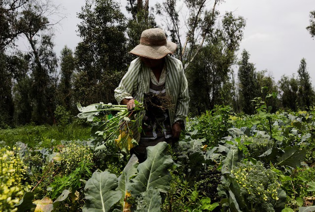 Mexico City restaurant blends zero waste and ancient agriculture - Ảnh 2.
