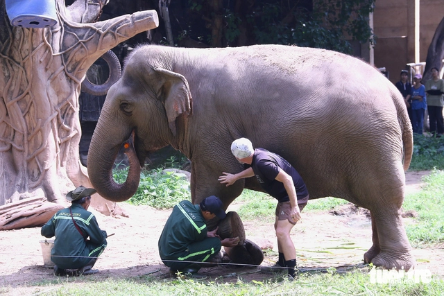 Ho Chi Minh City zoo adopts new care practices, including animal pedicures, to improve elephant welfare- Ảnh 1. Ho Chi Minh City zoo adopts new care practices, including animal pedicures, to improve elephant welfare- Ảnh 1.