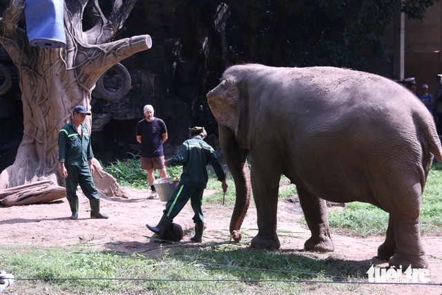 Ho Chi Minh City zoo adopts new care practices, including animal pedicures, to improve elephant welfare- Ảnh 3. Ho Chi Minh City zoo adopts new care practices, including animal pedicures, to improve elephant welfare- Ảnh 3.
