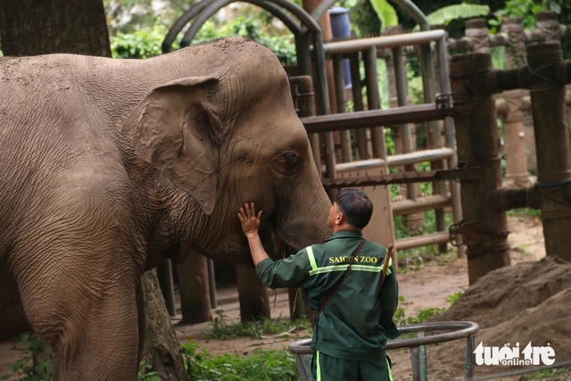 Ho Chi Minh City zoo adopts new care practices, including animal pedicures, to improve elephant welfare- Ảnh 4. Ho Chi Minh City zoo adopts new care practices, including animal pedicures, to improve elephant welfare- Ảnh 4.