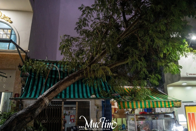 TP.HCM mưa lớn chiều 11-9, cây cối ngã đổ, đường sá ngập nặng- Ảnh 2.