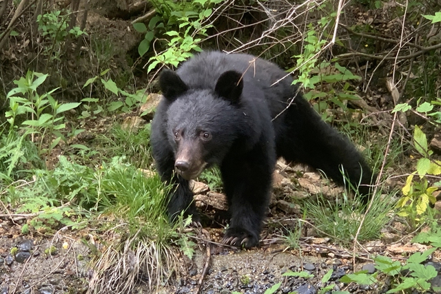 Asian black bear sightings in Japan hit record high - Ảnh 1.