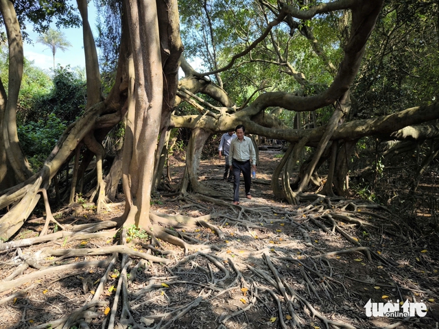 5 ancient trees in Vinh Long recognized as Vietnam Heritage Trees- Ảnh 2.