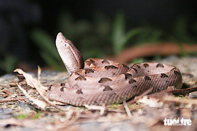 Young nature enthusiasts redefine image of snakes, reptiles through forest expeditions in Vietnam - Ảnh 4.