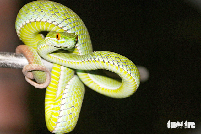 Young nature enthusiasts redefine image of snakes, reptiles through forest expeditions in Vietnam - Ảnh 5.
