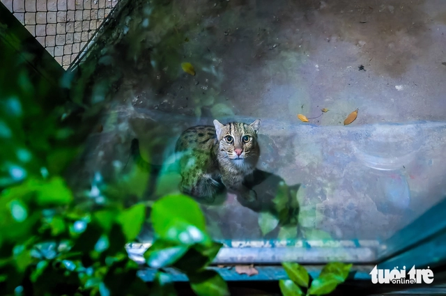 Saigon Zoo and Botanical Gardens launches nightly animal tours- Ảnh 1. Saigon Zoo and Botanical Gardens launches nightly animal tours- Ảnh 1.