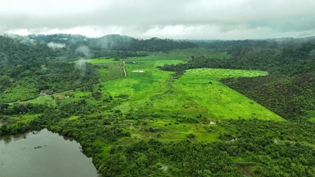 Brazil's Amazon lost area the size of Spain in 40 years: study- Ảnh 1. Brazil's Amazon lost area the size of Spain in 40 years: study- Ảnh 1.
