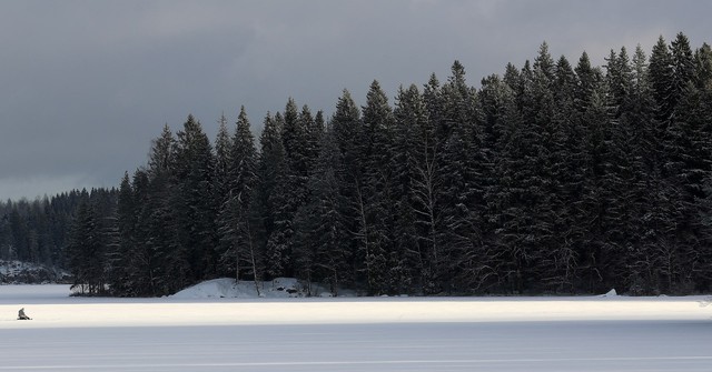 Sweden and Finland urge revision of EU's forestry climate targets- Ảnh 1.