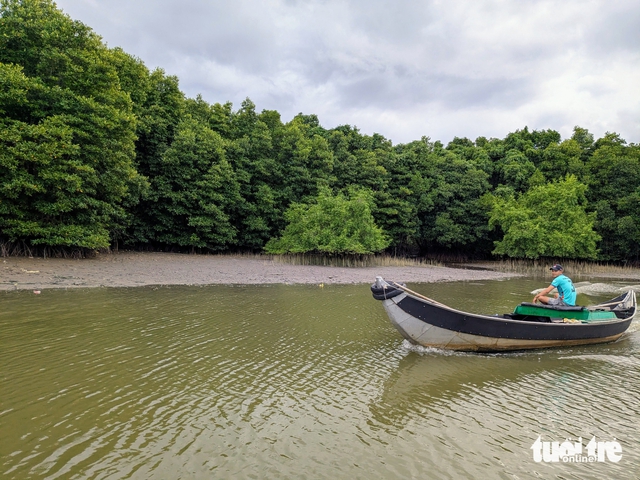 11,500 mangrove trees planted to restore Thi Nai Lagoon ecosystem in Vietnam- Ảnh 3.