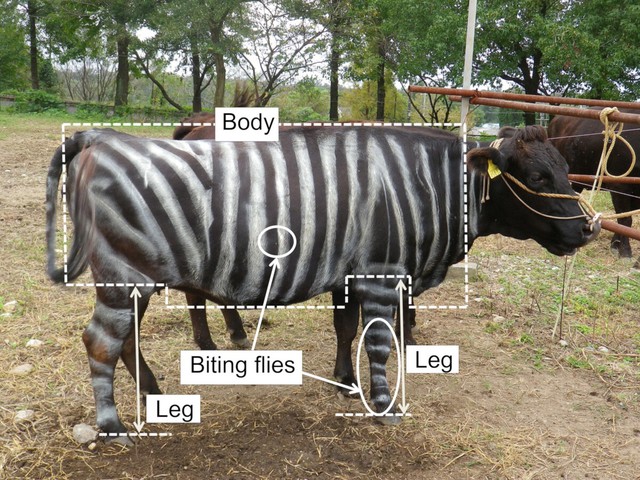 Japanese researchers win Ig Nobel Prize over zebra-painted cows- Ảnh 2. Japanese researchers win Ig Nobel Prize over zebra-painted cows- Ảnh 2.