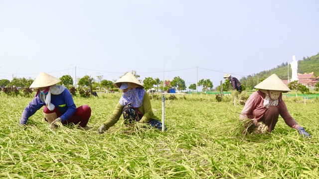 Vietnamese province proposes $9.5mn rainwater system for volcanic island facing groundwater depletion- Ảnh 2.