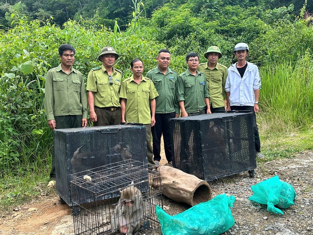 Javan pangolin among 6 endangered wild animals released back into Vietnam forest - Ảnh 1.